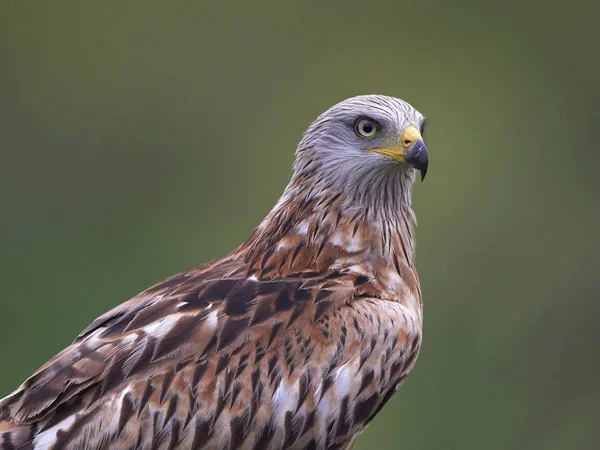 Pipa vermelha (Milvus milvus) — Fotografia de Stock