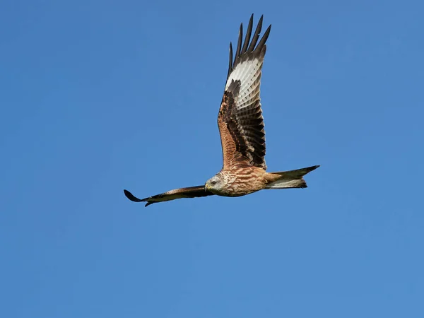 Cerf-volant rouge (Milvus milvus) — Photo