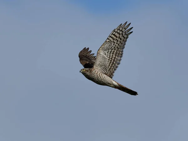 Спарроухоук (Accipiter nisus ) — стоковое фото