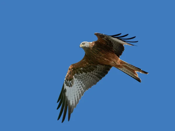 Red kite (Milvus milvus) — Stock Photo, Image