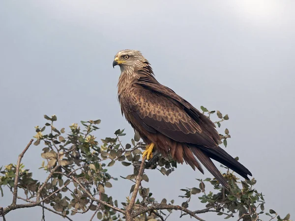 Black kite (Milvus migrans) — Stock Photo, Image