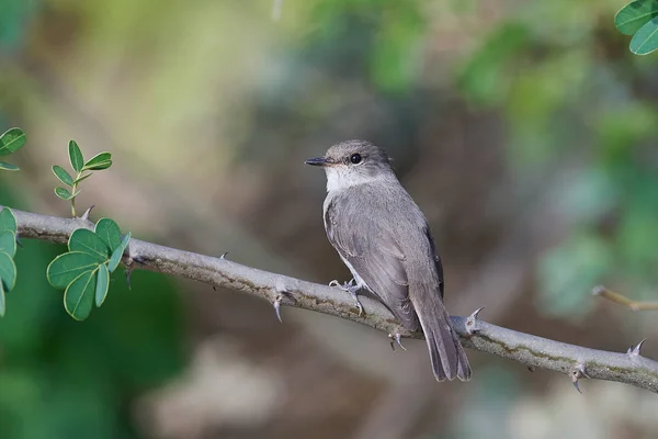 Sumpfschnäpper (muscicapa aquatica)) — Stockfoto