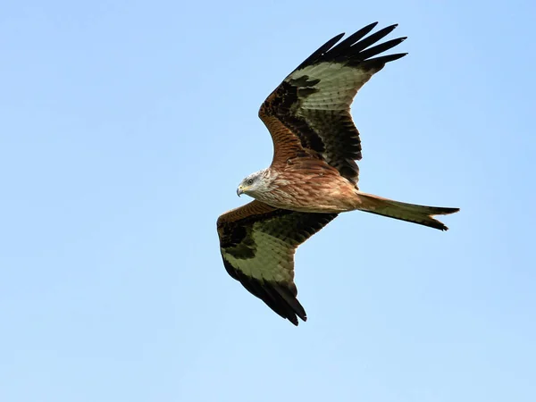 Červený drak (Milvus milvus) — Stock fotografie