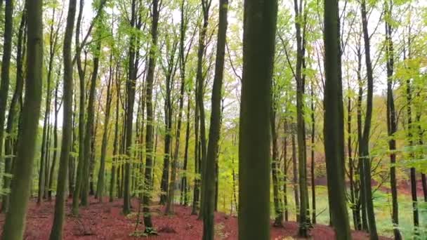 Colorata Foresta Autunnale Danese Vista Dall Alto — Video Stock