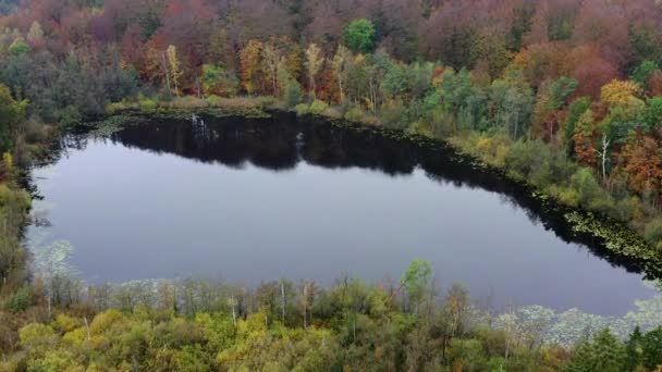 Farbenfroher Dänischer Herbstwald Von Oben — Stockvideo