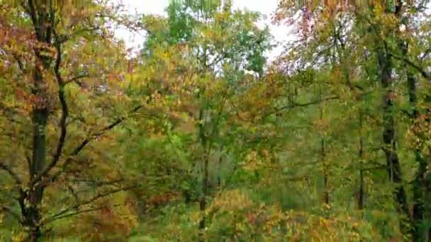 Colorful Danish Autumn Forest Seen — Stock Video