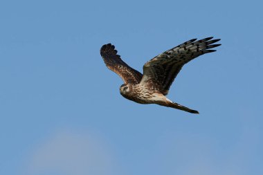 Tavuk Harrier (Circus cyaneus)