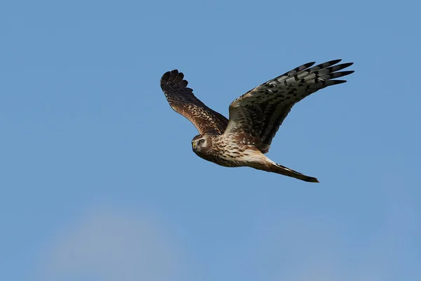 Höna kärrhök (circus cyaneus) — Stockfoto