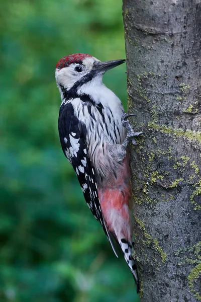 White-backed woodpecker (Dendrocopos leucotos) — Stock Photo, Image