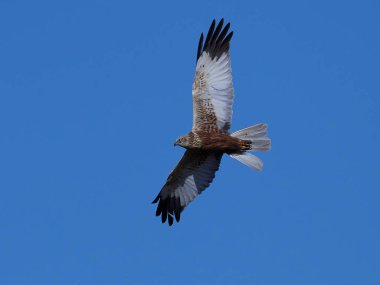 Batı marsh harrier (sirk aeruginosus)
