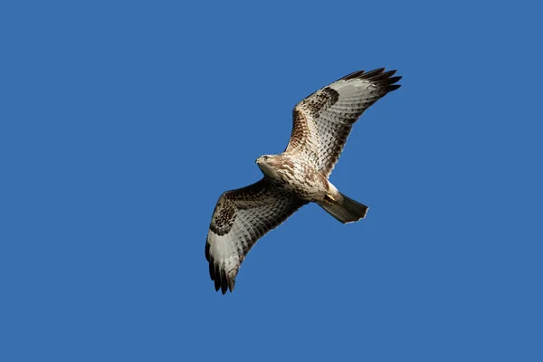 Krkavec obecný (Buteo buteo) — Stock fotografie