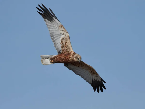 Δυτική marsh harrier (τσίρκο aeruginosus) — Φωτογραφία Αρχείου