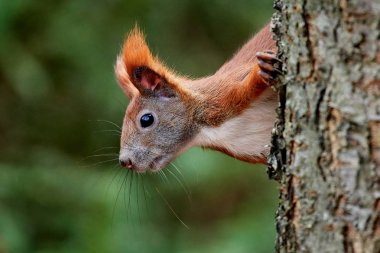 Avrasya kızıl sincabı (Sciurus vulgaris)