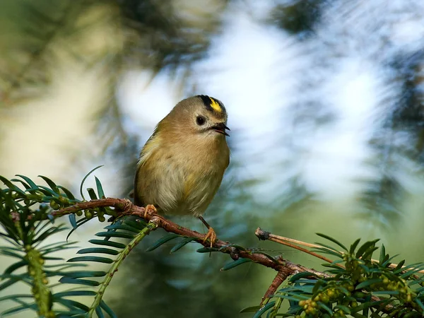 Králíček obecný (regulus regulus) — Stockfoto