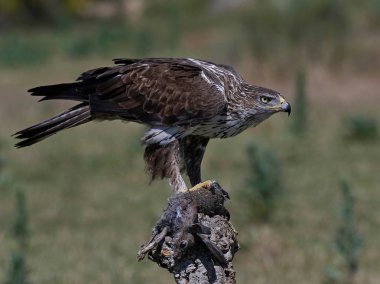 Bonellis Kartalı (Aquila fasciata)