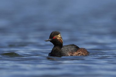 kara boyunlu batağan (podiceps nigricollis)