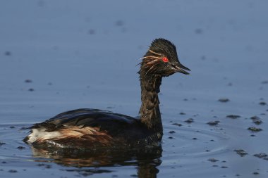 kara boyunlu batağan (podiceps nigricollis)