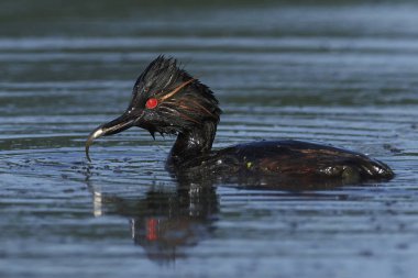 kara boyunlu batağan (podiceps nigricollis)