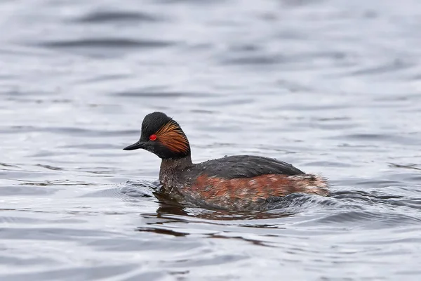 Grebe de cuello negro (Podiceps nigricollis ) —  Fotos de Stock