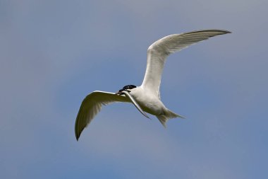 Doğal ortamında gagasında bir kabarcıkla uçmakta olan sandviç kabuğu.