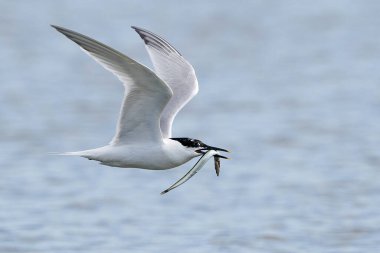Doğal ortamında gagasında bir kabarcıkla uçmakta olan sandviç kabuğu.