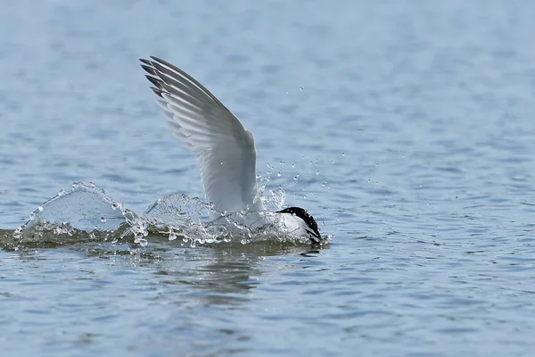 Tern Sanduíche Voo Com Fush Seu Bico Seu Ambiente Natural — Fotografia de Stock