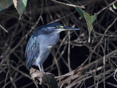 Gambiya 'daki doğal ortamında çizgili balıkçıl.