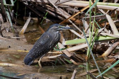Gambiya 'daki doğal ortamında çizgili balıkçıl.