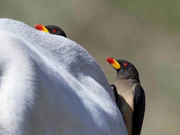 Žlutozlatý Oxpecker Buphagus Africanus Svém Přirozeném Prostředí Gambii — Stock fotografie