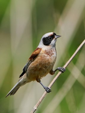 Eurasian penduline tit (Remiz pendulinus) in its natural enviroment in Denmark