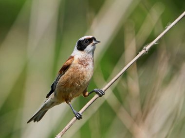 Eurasian penduline tit (Remiz pendulinus) in its natural enviroment in Denmark