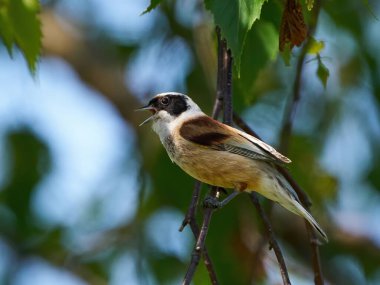 Eurasian penduline tit (Remiz pendulinus) in its natural enviroment in Denmark