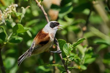 Eurasian penduline tit (Remiz pendulinus) in its natural enviroment in Denmark
