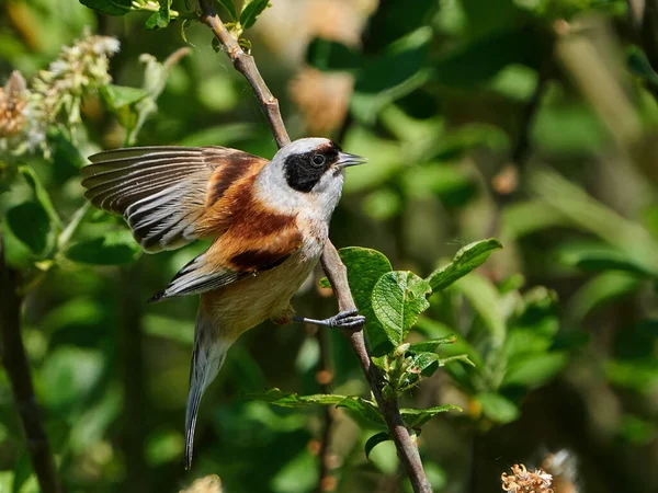 Eurasian Penduline Tit Remiz Pendulinus Its Natural Enviroment Denmark — Stock fotografie