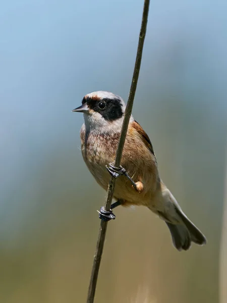 Eurasian Penduline Tit Remiz Pendulinus Its Natural Enviroment Denmark — 스톡 사진