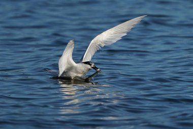 Gagasında bir balıkla uçan bir sandviç.