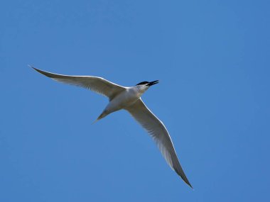 Arka planda mavi gökyüzü olan sandviçler havada.