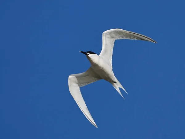 Tern Sanduíche Voo Com Céu Azul Fundo — Fotografia de Stock