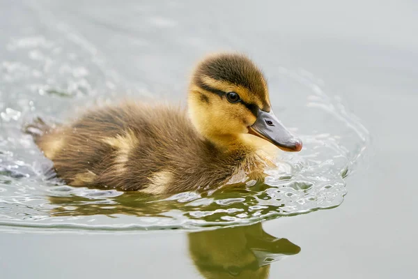 Jonge Mallard Zijn Natuurlijke Omgeving — Stockfoto