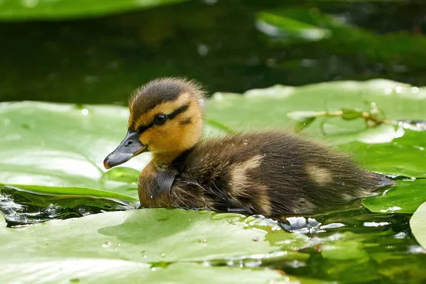 Juvenile Mallard Στο Φυσικό Του Περιβάλλον — Φωτογραφία Αρχείου