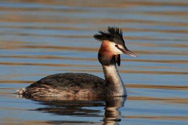 Büyük İbikli Yunus doğal ortamında