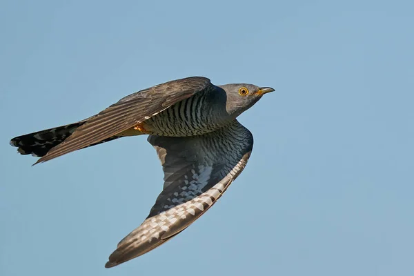 Κοινός Κούκος Πτήσει Στο Φυσικό Του Περιβάλλον — Φωτογραφία Αρχείου