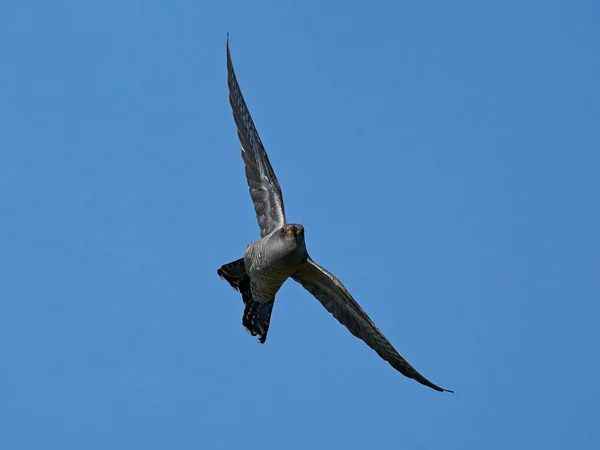 Coucou Commun Vol Dans Son Environnement Naturel — Photo