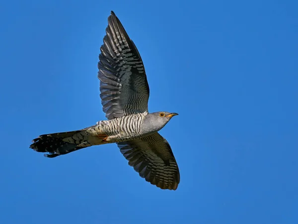 Coucou Commun Vol Dans Son Environnement Naturel — Photo