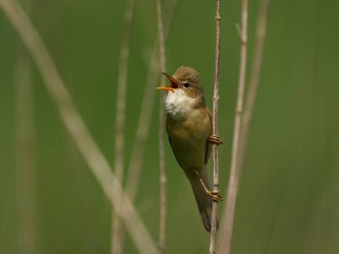 Danimarka 'daki doğal ortamında bataklık bülbülü (Acrocephalus palustris)