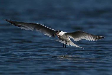 Sandviç kabuğu (Thalasseus sandvicensis) doğal ortamında gagasında bir balıkla uçuyor.