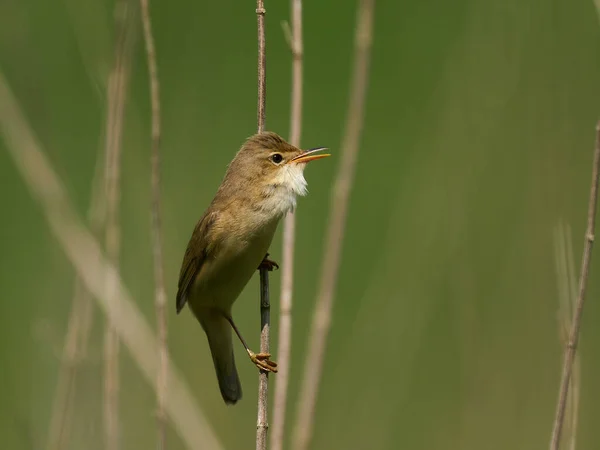 Warbler Pântano Acrocephalus Palustris Seu Ambiente Natural Dinamarca — Fotografia de Stock