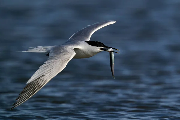 Patrón Sándwich Thalasseus Sandvicensis Vuelo Con Pez Pico Entorno Natural — Foto de Stock