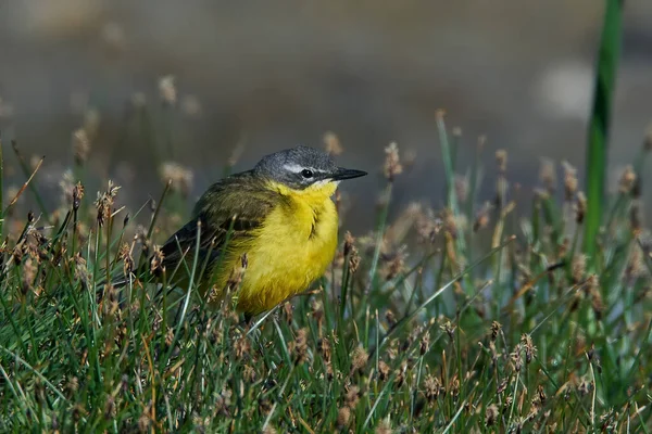 Batı Sarı Kuyruklu Motacilla Flava Doğal Ortamında — Stok fotoğraf