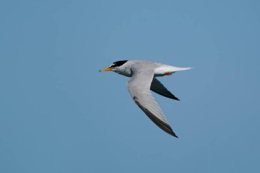 Arka planda mavi gökyüzü ile uçan küçük deniz feneri (Sternula albifrons)
